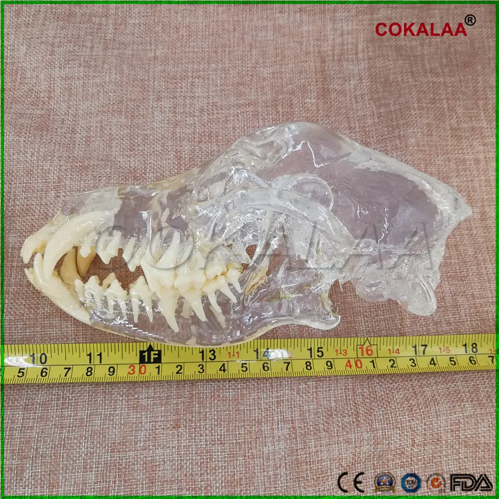 Обучения Стоматологическая модель зубов Модель собаки Catamount собаки зубов зубного прикуса станет заметно модель