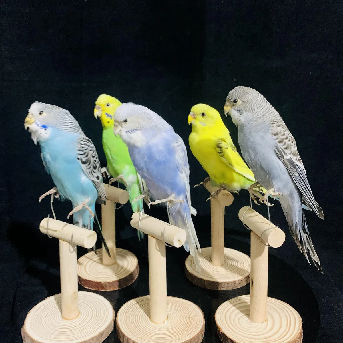 Figurines & Miniatures cheap 5 Color Taxidermy stuffing Eurasian Melopsittacus undulatus  Budgerigar Budgie Parrot specimen Teaching  Decoration （With base） mini polar bear figurines