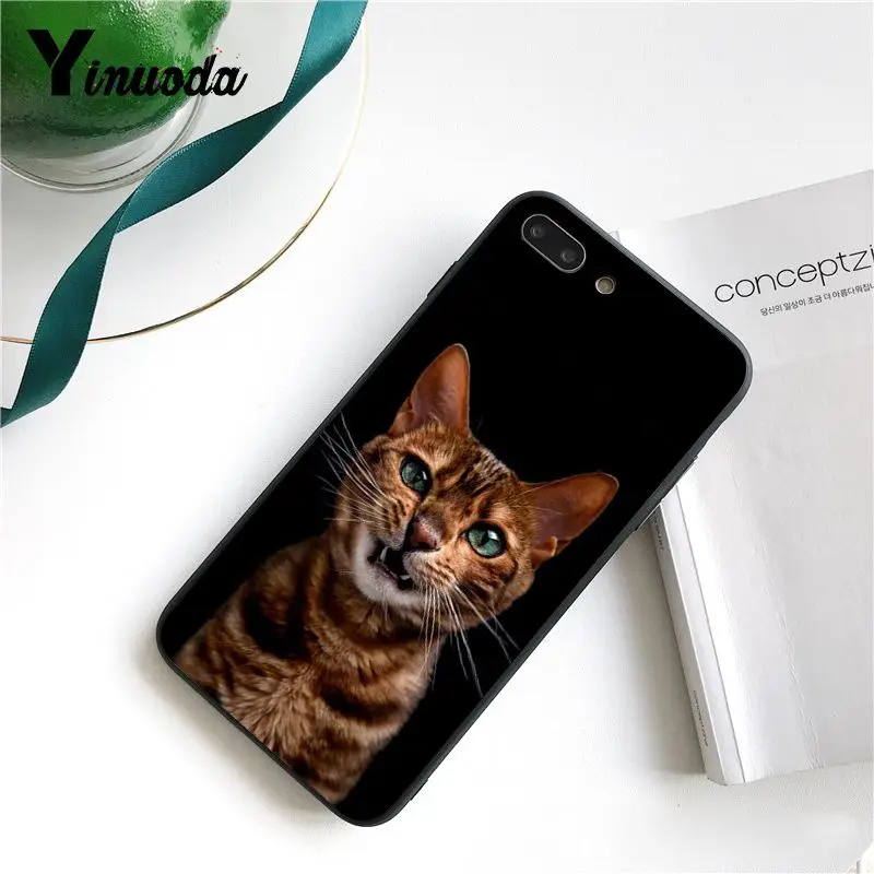 Cute Black Cat Staring Eyes