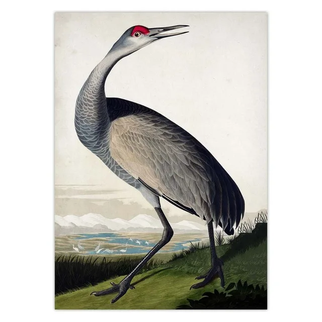 Vintage-Bird-Audubon-Bird-Posters-Pink-Flamingo-Snowy-Owl-Blue-Heron-White-Egret-Painting-Wall-Art.jpg_.webp_640x640 (3)