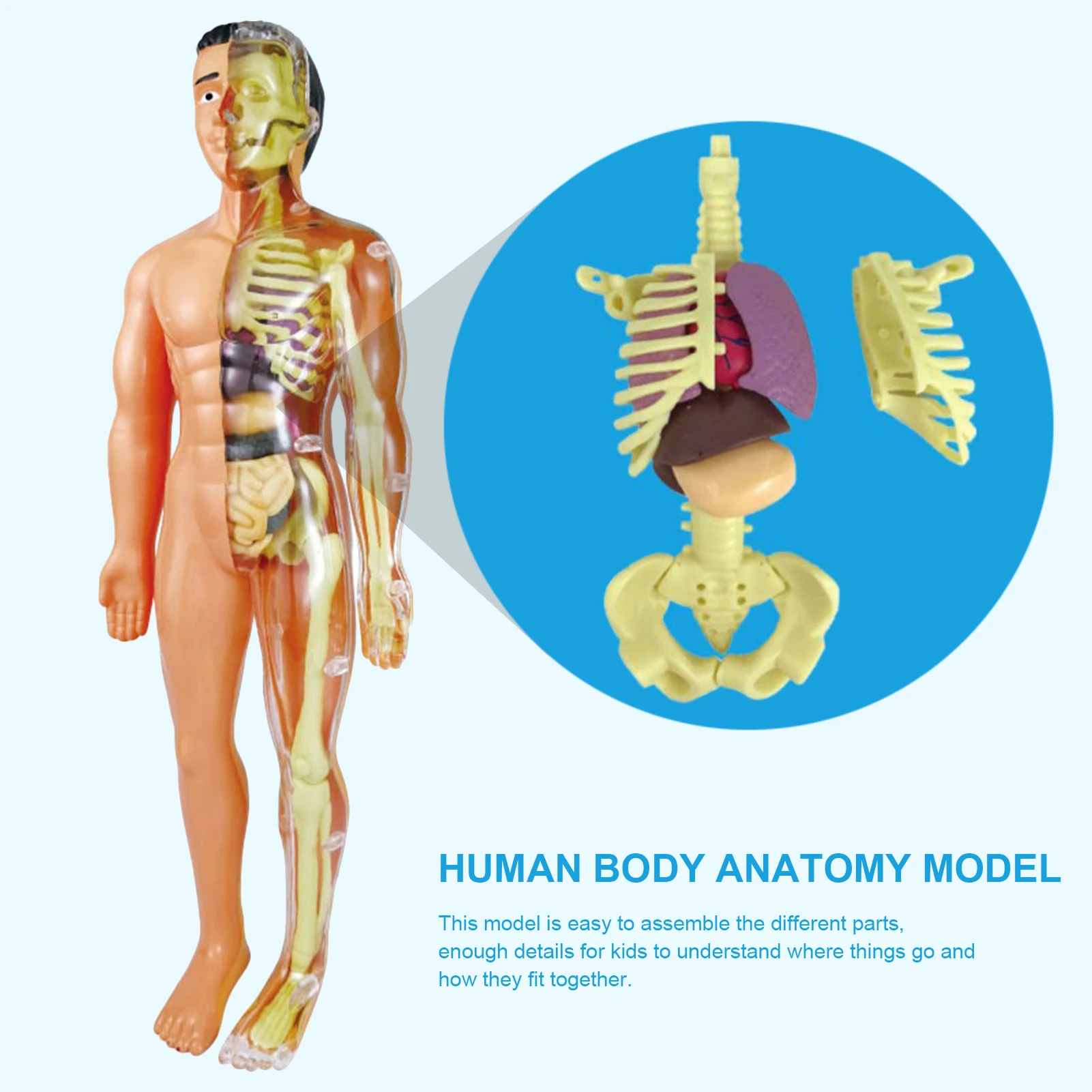 Educational ANATOMICO UMANO trimestre scala sul torso corpo modello Kids Medical 