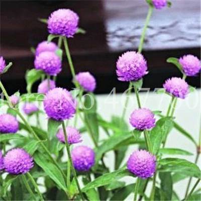 100 шт микс Gomphrenae Globosa бонсай цветок глобус Амарант, Сад Открытый Цветочные садовые горшки, посадка простая, легко выращивать - Цвет: 100pcs3
