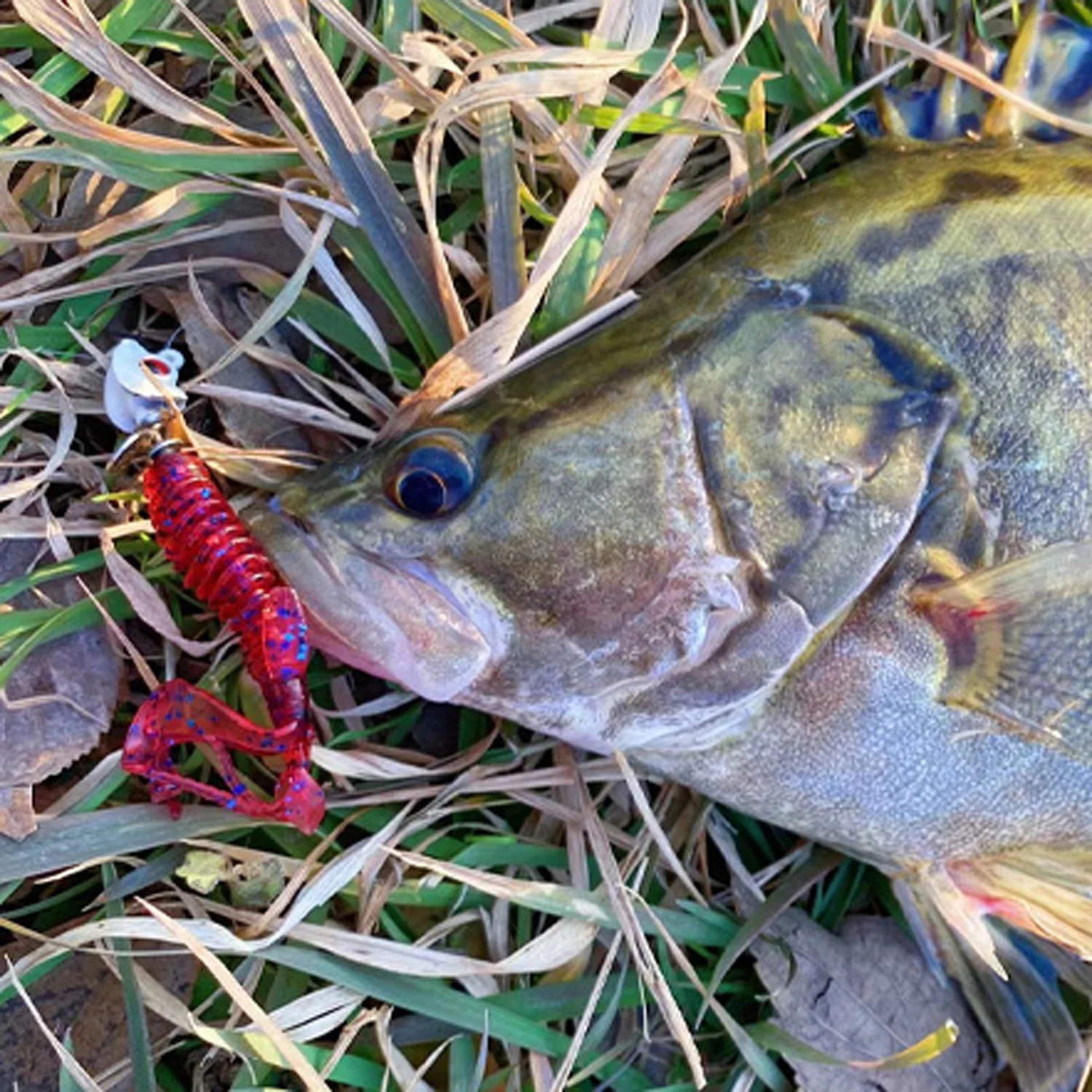 10 Pcs/Pack Soft Crawfish Bait Floating NED Rig Drop Shot Silicone