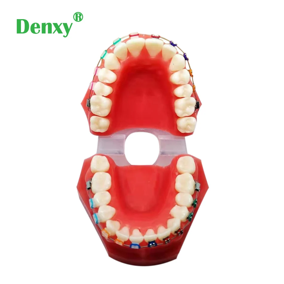 teethmodle (1)