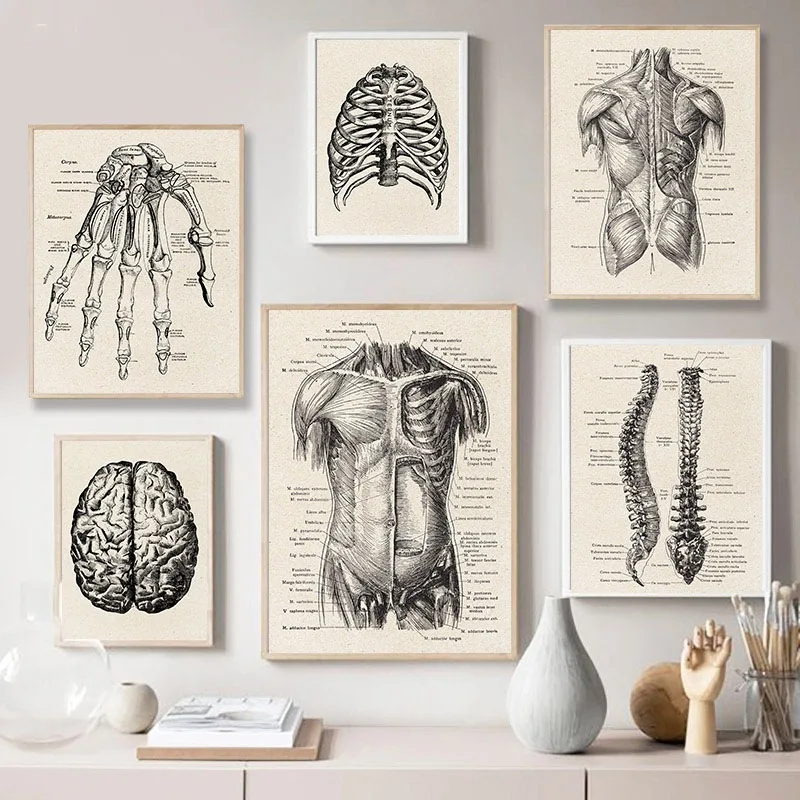 Human Anatomy Skeletal Canvas Wall Art For Doctor's Office Or Living