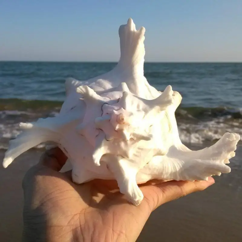1 Sea conch Furnishing Marine Decoration 18-22cm Big Conch Natural Ornaments Shell Wedding/Festival/Party Decoration Great Gift 1 Sea conch Furnishing Marine Decoration 18-22cm Big Conch Natural Ornaments Shell Wedding/Festival/Party Decoration Great Gift