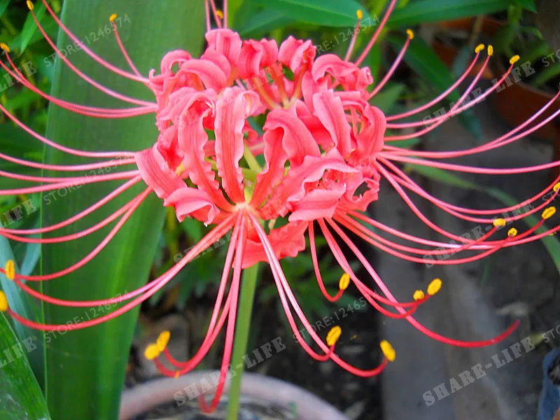 Редкий розовый Lycoris Радиата лампы бонсай растения в горшках посадочные сезоны комнатный Бонсай завод для домашнего сада-2 лампы
