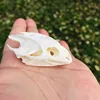 1pcs Natural real Turtle skull specimen Crafts Jewlery,Educational Taxidermy,Oddity Craft Art ► Photo 3/6