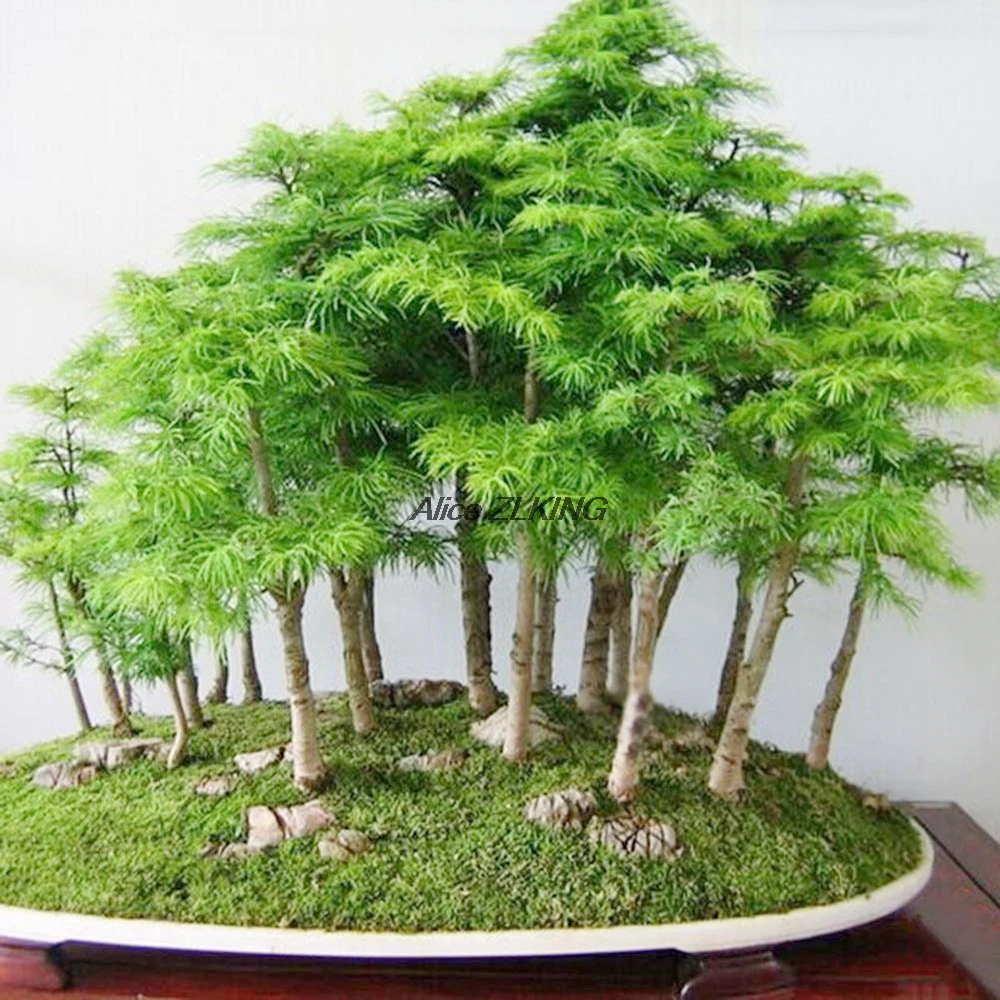 

100pcs Pine Bonsai Pine Parviflora Green Plant Mini Tree Bonsai Decoration Home, Green Garden