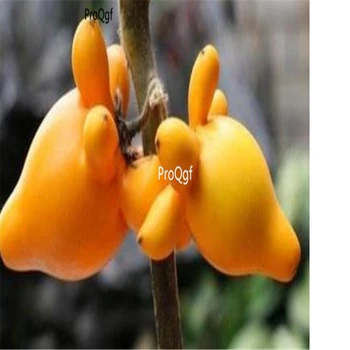 

Ngryise 500Pcs A Set Solanum mammosum