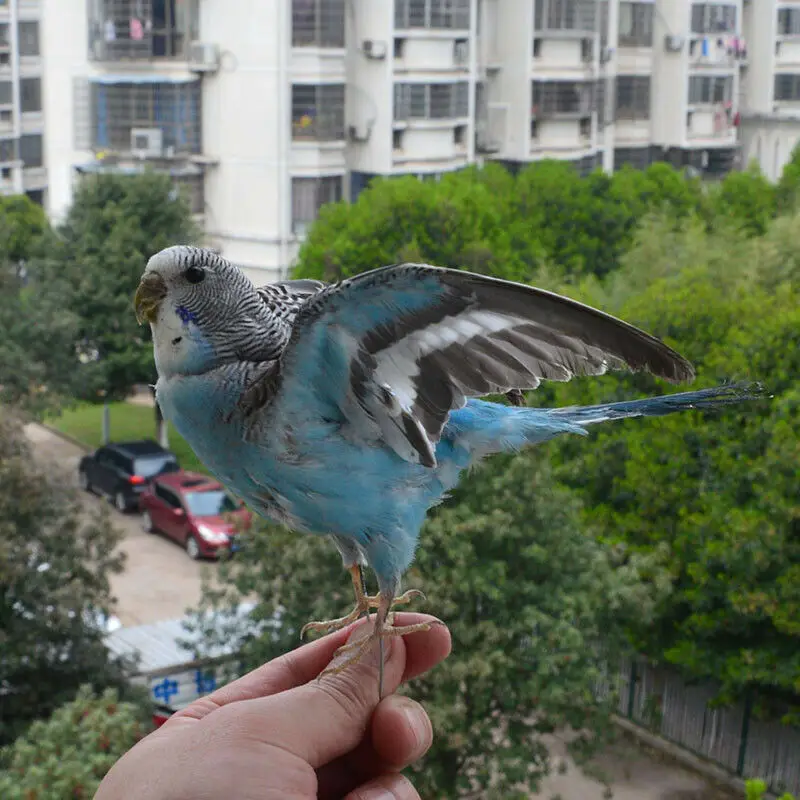 Taxidermy stuffing Eurasian Blue colour Melopsittacus undulatus / Budgerigar Budgie Parrot specimen Teaching / Decoration Taxidermy stuffing Eurasian Blue colour Melopsittacus undulatus / Budgerigar Budgie Parrot specimen Teaching / Decoration