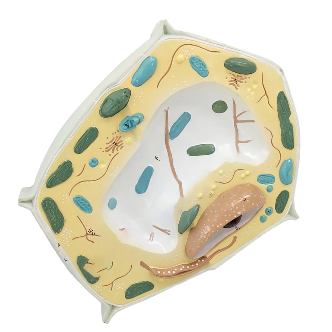 

Surwish Plant Cell Model Plant Cell Microscopic Specimen Cell Structure Biology Teaching Science Experiment Model