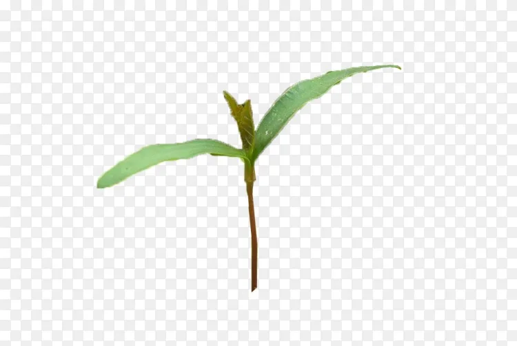 植物芽png图片素材免费下载 图片编号 Png素材网