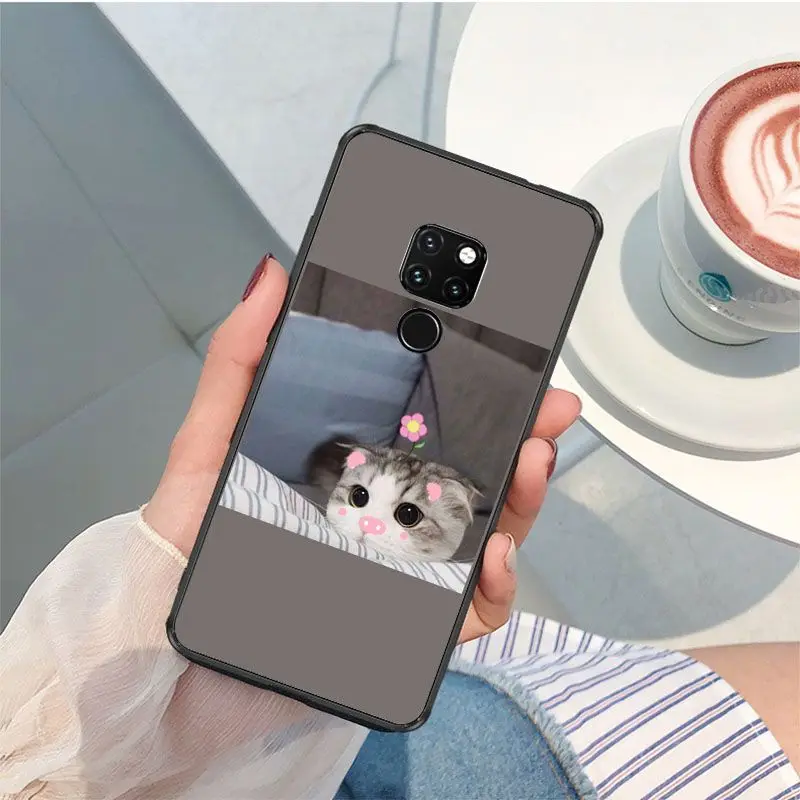 Cute funny funny kitten cat