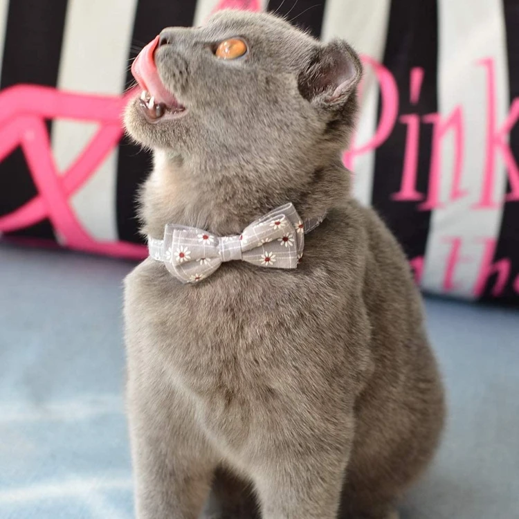 1 - 61emL2Gk1QL._AC_SL1000_