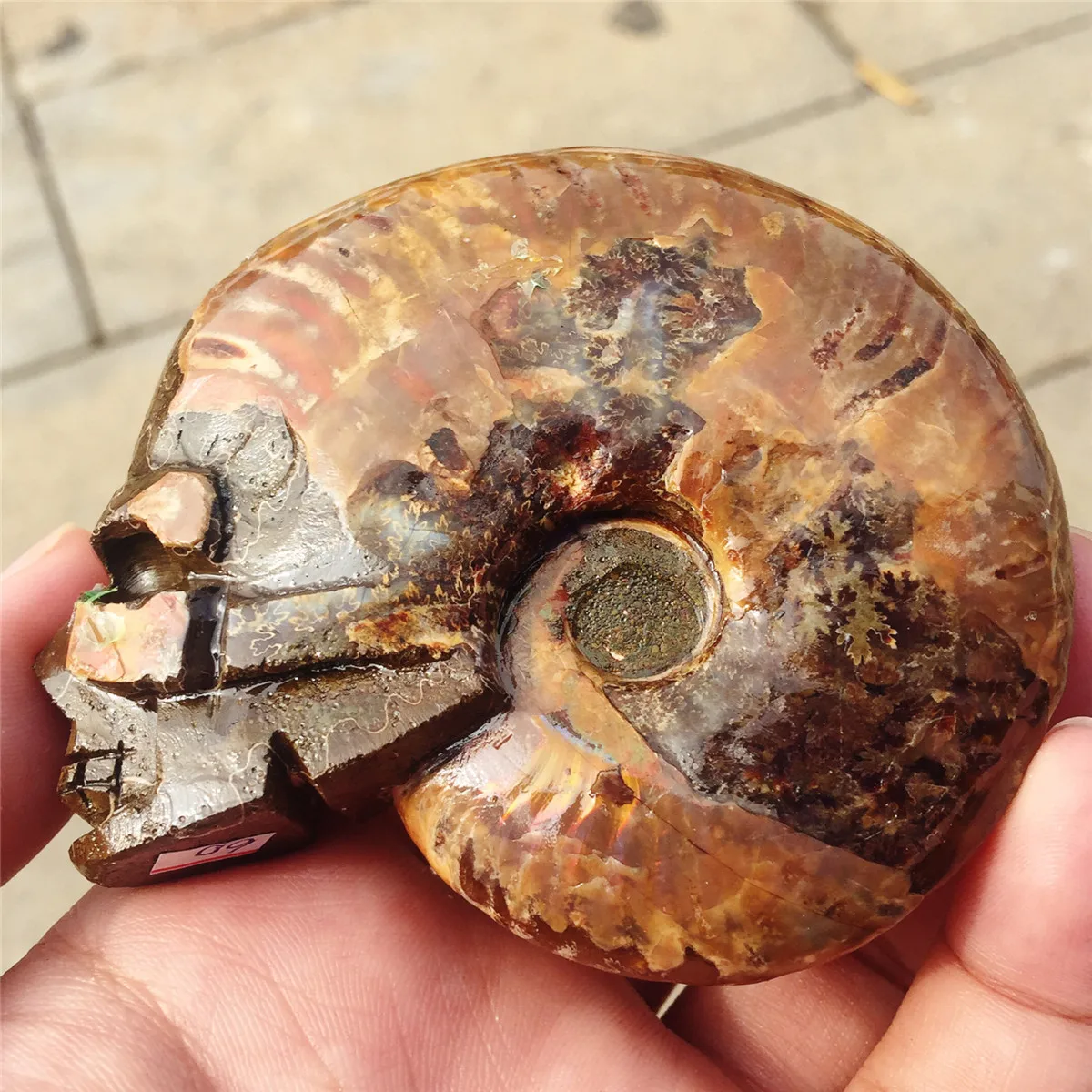 Настоящий аммонит fossil резной череп Хрустальный резной череп Улитка shell fossil Рождественский подарок ручной работы