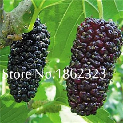 200 шт Heirloom Blackberry фрукты Сладкие черные ягоды гигантские Blackberry Тройная Корона Blackberry Черный тутовник бонсай фрукты - Цвет: 2