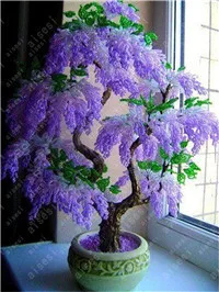 10 pcs Wisteria