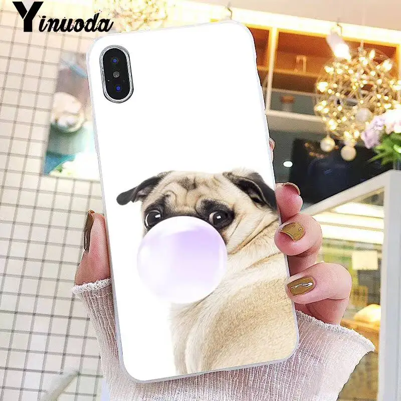 Animal Cute Pug Dog