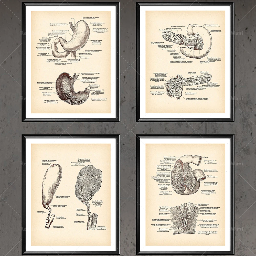 

Anatomical Internal Organs Vintage Poster Pancreas Gall Bladder Stomach Intestines Antique Decor Gastroenterologist Gift Clinic