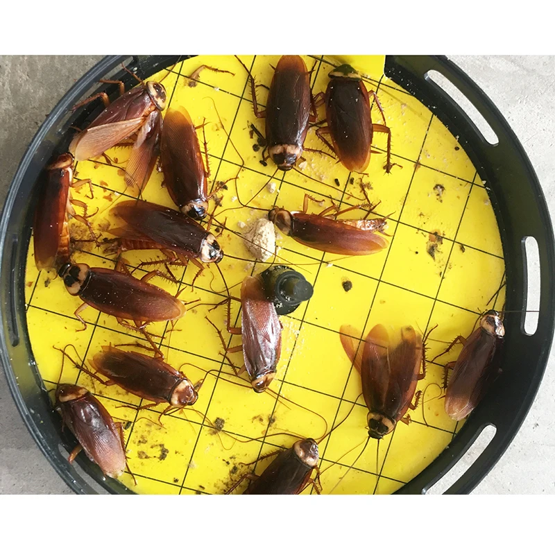 Reusable Cockroach Catcher Killer Flea Bug Insect Control Tool Trap Bait Box C