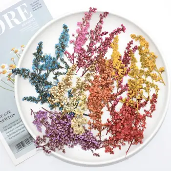 

120pcs Pressed Dried Sorbaria Sorbifolia Buds Flower Plant Herbarium For Jewelry Postcard Bookmark Invatation Card DIY Making