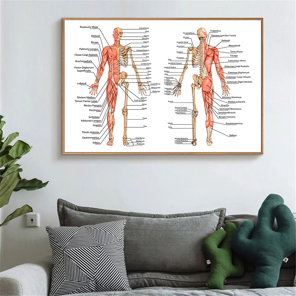 Украшение дома череп мышцы плакаты с системой холст печать Анатомия диаграмма человеческого тела школа медицинский Скелет образовательные принадлежности