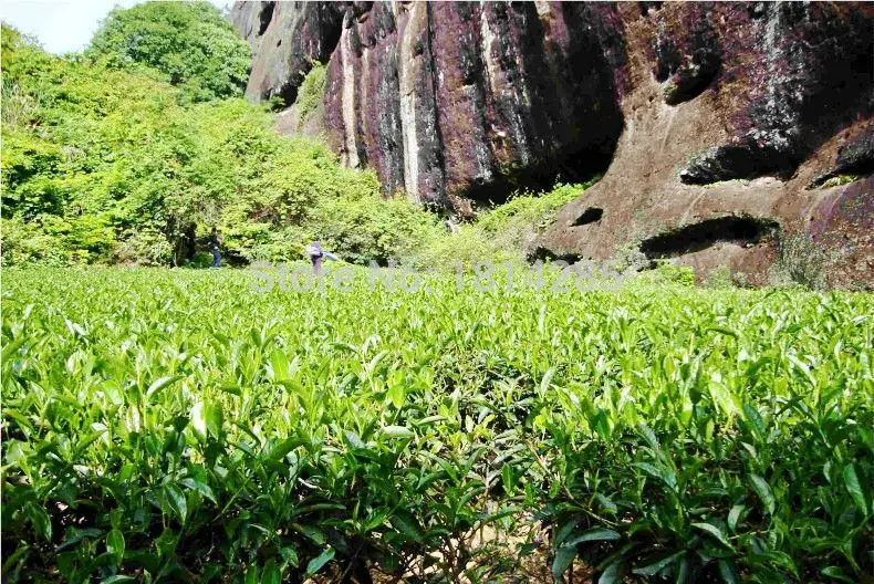 dahongpao2_conew1