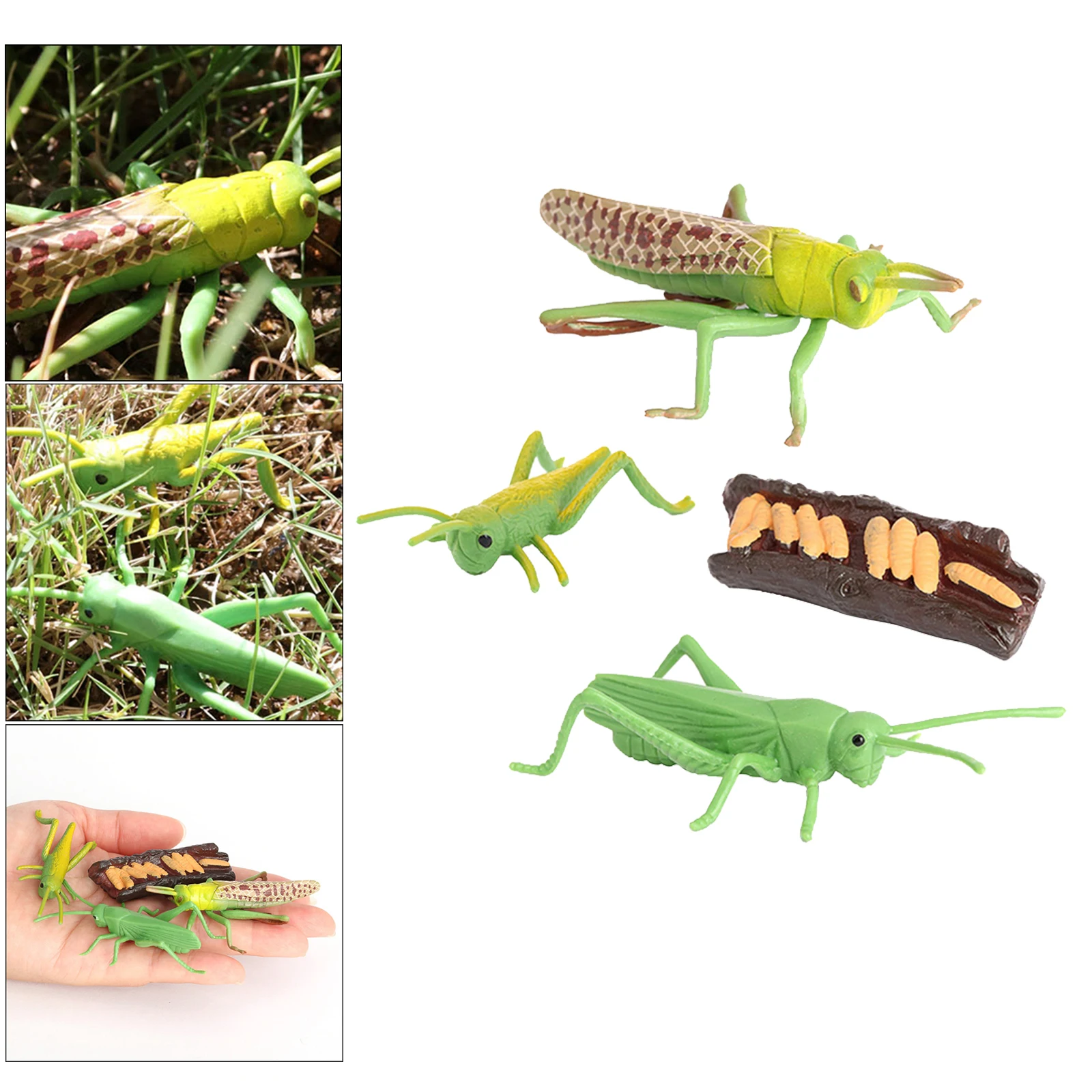 Nature Grasshopper Growth Pre- Children Early Education Toys
