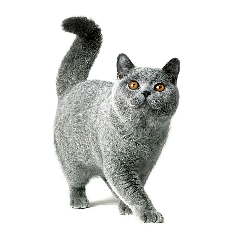 Wall Stickers Self Adhesive Wall Stickers Vinyl Stickers Vinyl Wall Stickers Self Adhesive Stickers Three Ratels CM29 Lovely cat Persian cat Birman Bombay British Shorthair Burmese wall sticker for home decoration car sticker