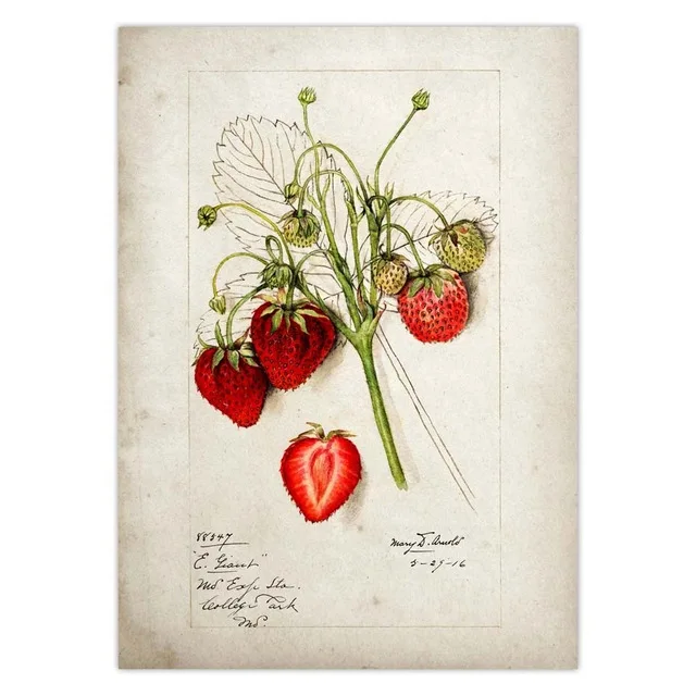 Fruit-Kitchen-Poster-Vintage-Poster-Antique-Print-Pear-Apple-Orange-Pineapple-Wall-Art-Decorative-Picture-Painting.jpg_.webp_640x640