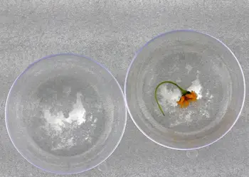 

9cm diameter Plastic Transparent ball Christmas decoration ball Candy balls Gift box