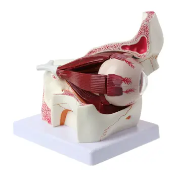 

3 Times Human Eyeball and Eyelid Skeleton Model Orbit Anatomical Study Display Teaching Resource Tool