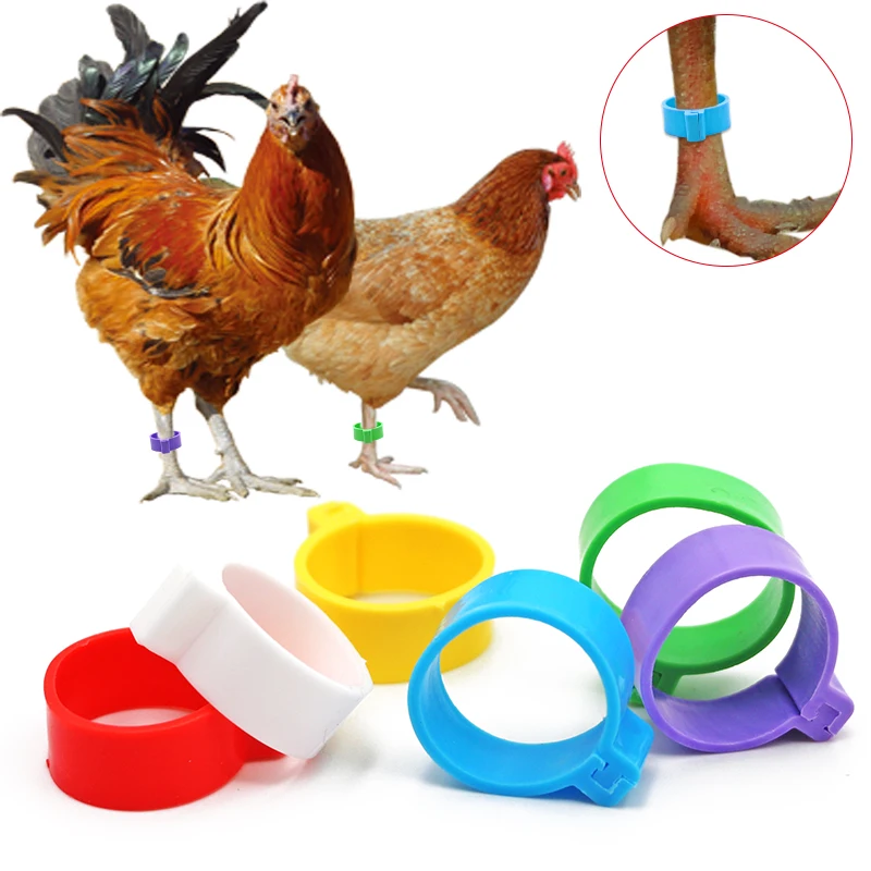 100 Uds pollo aves de corral 20mm anillo para pata 6 colores paloma gansos codorniz pájaro anillo de llevar herramientas de logotipo