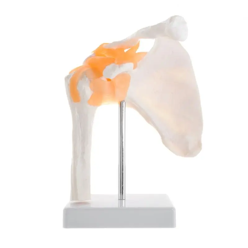 

1:1 Functional Anatomical Life Size Human Anatomy Skeleton Shoulder Joint Bone Muscle Model For Teaching