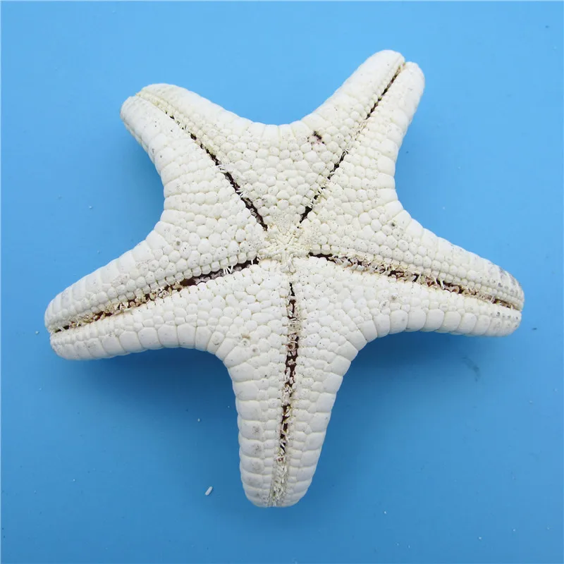 5 шт./лот ремесла белый хлеб Морская ракушка Морская звезда, модные домашние декоративные вещи ручной работы