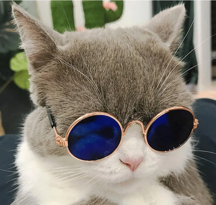 Title 46, 1Pcs Hot Sale Dog Pet Glasses For Pet Products ...
