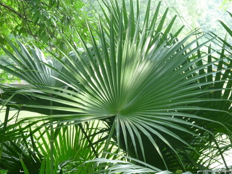 Комнатные растения Редкие Chrysalidocarpus Lutescens домашний декор бонсай Areca пальмовые горшки бабочки пальмовые растения бонсай 5 шт