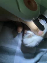 Scissors Nail-Cutter Professional Claw-Toe LED Pet-Dog-Cat Clea Stainless-Steel Safety