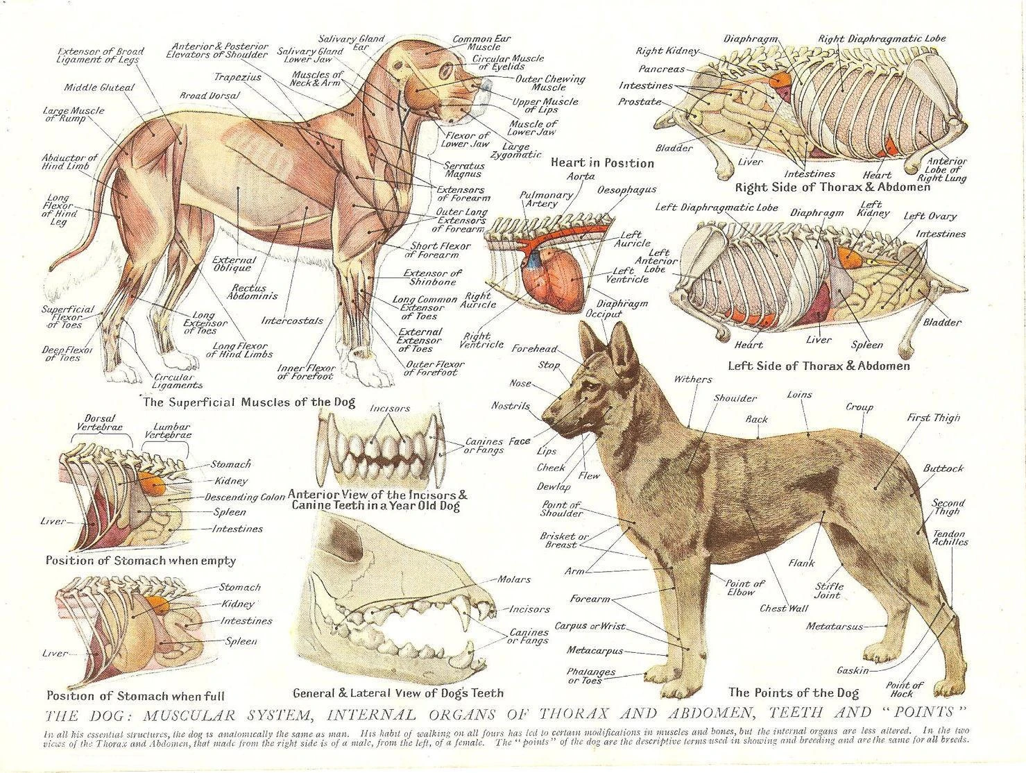 男性と犬の筋肉 動物の解剖学主義 アートフィルムプリントシルクポスター家の壁の装飾24x36インチ 絵画 書道 Aliexpress