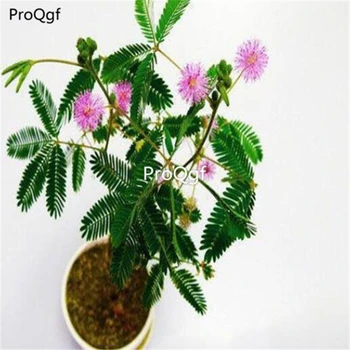

Ngryise 5000Pcs A Set Mimosa Pudica Sensitive