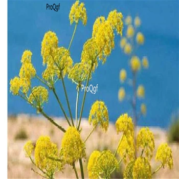 

Prodgf 1500Pcs A Set Sea Fennel Samphire