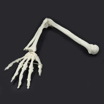 

1:1 Human Bone Model of Bone Adult Arm of Upper Limb Bone Arm and Radius Hand Bone Medical Science School Teaching Supplies