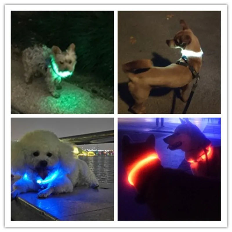 Dog collar luminous.jpg_.webp