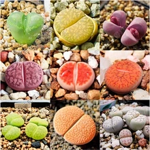 100 шт./пакет литопс лжеобрубленный живой камень Редкие суккулентные домашний сад бонсай растения Флорес