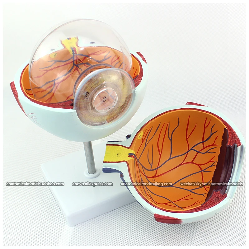 CMAM/12525 Eye 6parts 6x в натуральную величину Human E.N.T. Медицинская анатомическая модель|model