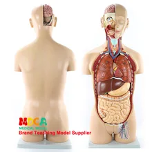 85 см демонтаж 25 частей Intersex тело ствол висцеральная анатомическая модель печень желудка обучения медицине Mqg202