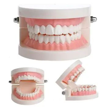 

Child Teeth Model Standard Dental Teaching Study Dental Demonstration Oral Medical Education Tooth Model