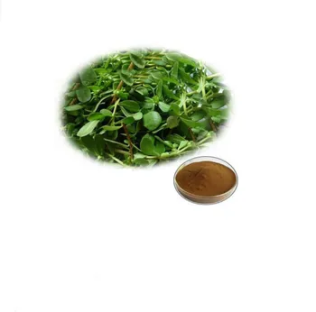 

Top selling Bacopa monniera False purslane extract concentrated extract powder Fight against anxiety and depression 1000g