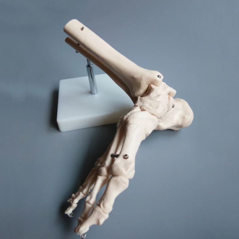 Foot Skeleton Model 1:1 Foot Joint Model Foot Skeleton Model Medical Studies Bones Skeletal Anatomy Clinic Show Teaching